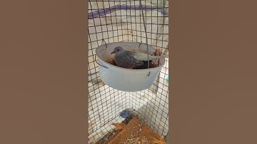 🕊️🕊️Diamond dove pair🐦 Available 🐦#shortsvideo #shorts