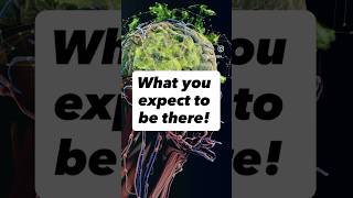 Everything is a best-guess prediction. Concept of Māyā says it.#perception #neuroscience  #sanskrit