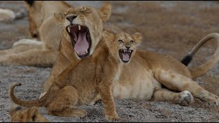 A baby lion whining for milk[Africa Safari ASMR]03