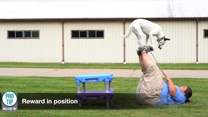 How to Teach a Dog Frisbee Tricks  