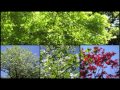 Flowers&amp;Green with &quot;One&quot;DJ KAWASAKI Feat.Lori Fine