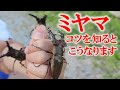 【ミヤマクワガタ採集】知らないと全然とれないので解説します