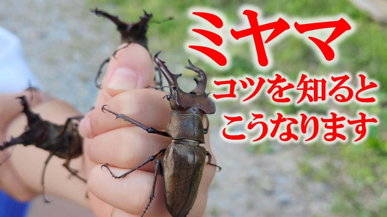 Collecting Miyama Stag Beetles] If you don't know how, you won't