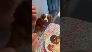 Cavalier King Charles spaniel wants chicken