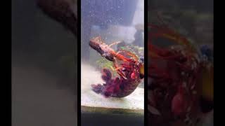 peacock mantis destroys crayfish prey