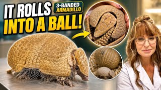 Armadillos Are Stranger Than You Think | Mom & Baby