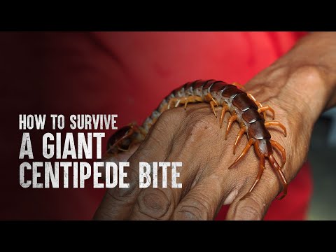 Wideo: Wietnamski Centipede: Opieka i Utrzymanie