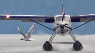 Harbour Air de Havilland DHC-3 Otter Floatplane Landing at Ganges Harbour - May 3 2024