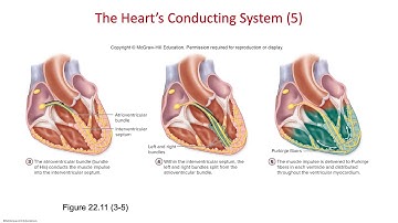 AP151: Cardiovascular Physiology