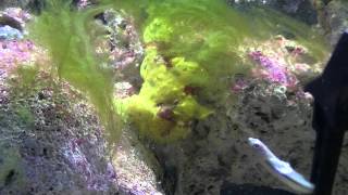 Frogfish eating IQF silverside