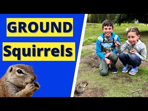 Videó: Ki ül a földön, és mit csinál a mókus?