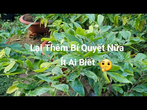 #2023 Cây Mai Tốt Trên Cả Tuyệt Vời Nếu Tưới Hoặc Là Bón Phân Hữu Cơ Này.