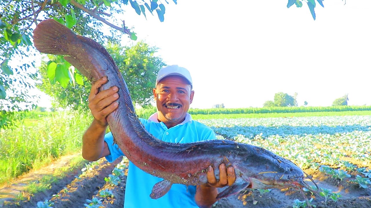 صيد سمكة القرموط بطعم صدر الفرخه big catfish
