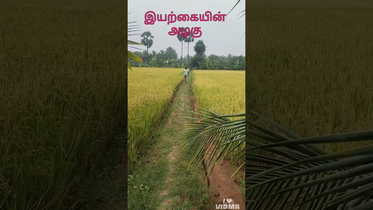 நெல் வயல் #shortsfeed #viralshort #tnfarmer #நெல் #நம்மாழ்வார் #organicfarming #naturelover #vibes