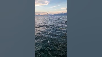 Lưỡi câu lông cao cấp câu cá biển siêu nhạy, lưỡi thép cao cấp siêu bén #fishing #fish