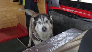 Old Husky Tries To Howl With A Poorly Throat