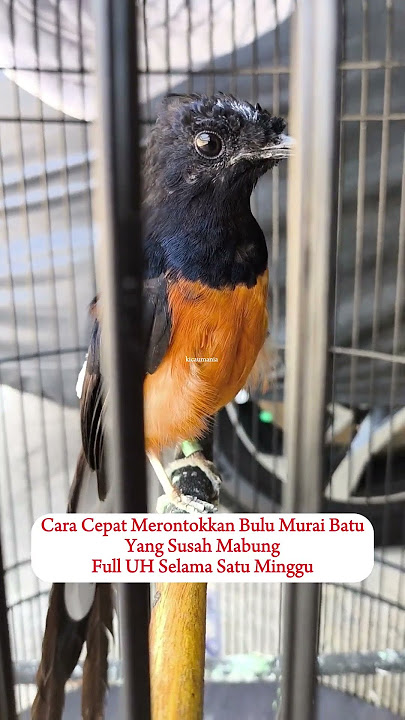 Cara Cepat Merontokkan Bulu Murai Batu / Solusi Murai Batu Susah Mabung #muraibatu #muraibatugacor