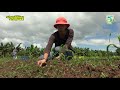 Estudia Sanidad Vegetal