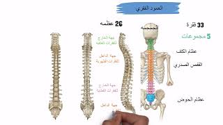 الهيكل المحوري في الجهاز العظمي  || العمود الفقري - الجمجمة - القفص الصدري