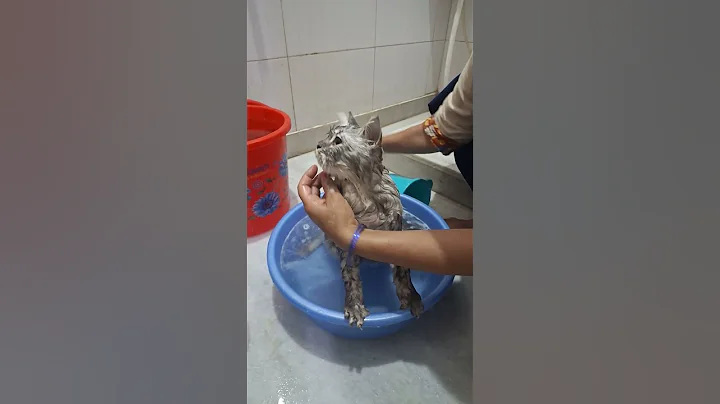 Video 11906271: cat kitten bathing