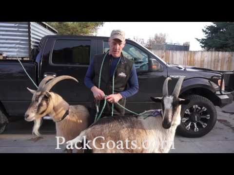 Video: How To Transport Goats