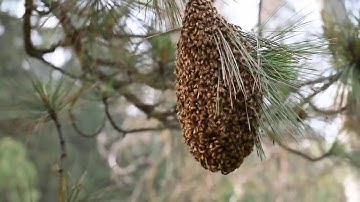 Honey Bees swarm on Ponderosa pine in the forest.