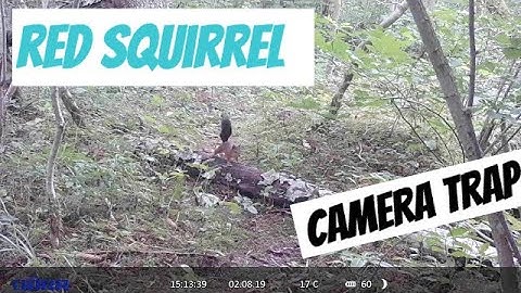 Sciurus vulgaris (Eurasian red squirrel)...Jumping on a tree