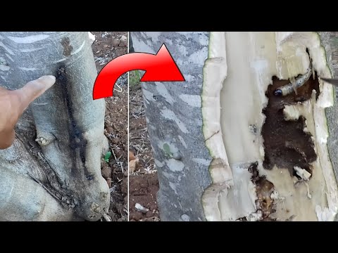 أخطر دودة على حياة شجرة الزيتون يجب التخلص منها مباشر