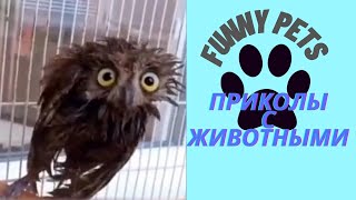 Приколы с животными | смешно до слез | приколы 2021