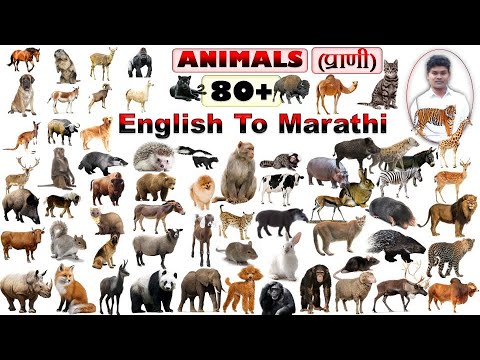 ANIMALS (प्राणी) | Learn Wild & Pet Animals | Animals Names With Pictures  In Marathi | EG | - YouTube
