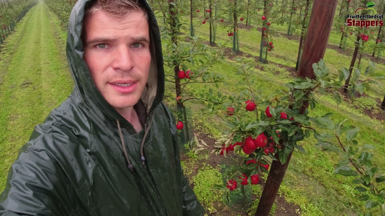 Harvesting Wellant, New Elstar and a WUR variety