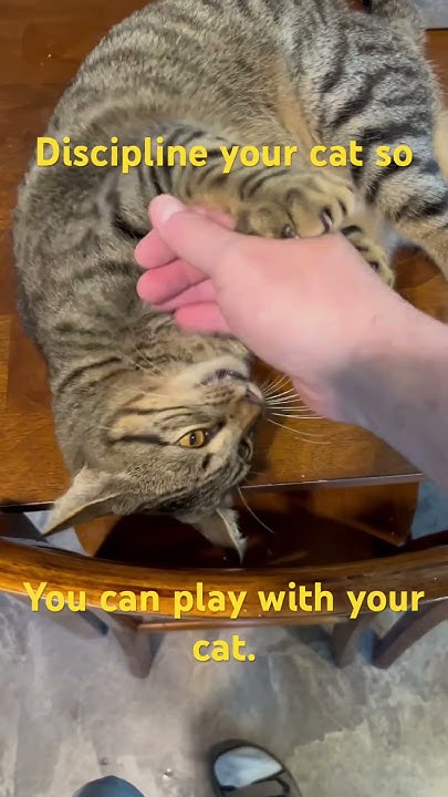 discipline-your-cat-so-your-cat-can-roughhouse-with-you-youtube
