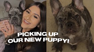 Picking up our new puppy ♡ | French Bulldog