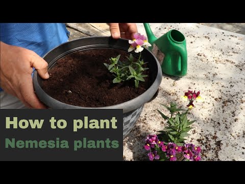 Видео: Nemesia нөхөн үржихүй: Nemesia ургамлыг хэрхэн үржүүлэх талаар сурах