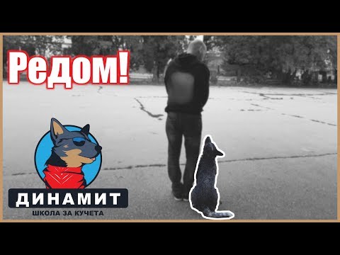 Видео: 3 начина да излекувате котките от запек