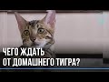 Экзотические кошки стали популярным подарком накануне года Тигра