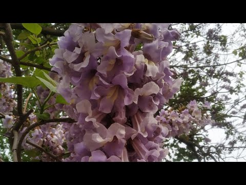 Цветение Павловнии в мае 2020. Город Николаев.