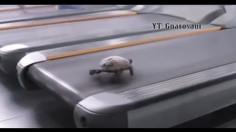 Treadmill Turtle Travels Around The Multiverse