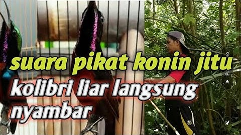Suara pikat Kolibri Ninja jitu 100% ampuh || kolibrininja liar pasti terpikat