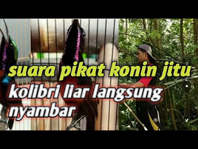 Suara pikat Kolibri Ninja jitu 100% ampuh || kolibrininja liar pasti terpikat class=