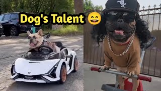 Dogs talent  #PuppiesPlaying  #funnyanimals