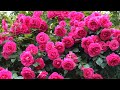 【4K】京成バラ園(千葉県)2024年5月8日の開花状況  May 8,2024 Spring roses Japanese rose garden