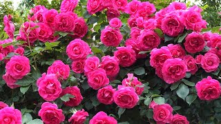 【4K】京成バラ園（千葉県）2024年5月8日の開花状況  May 8,2024　Spring roses　Japanese rose garden