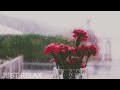 Soothing Piano Music With Rain, Vol-1 ~ Relaxing Music for Studying, Relaxation or Sleeping.