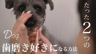 11年嫌がっていた犬が歯磨き好きになった２つの工夫「犬の歯磨きの仕方」絵本作家の犬