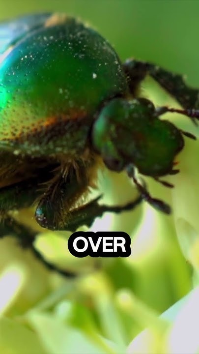 what-s-the-strongest-animal-on-earth-compared-to-its-size-shorts