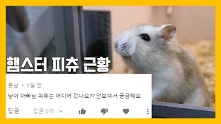 recent developments in hamsters