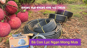 KHỞI CÔNG LẮP BÉC TƯỚI VƯỜN 200 CÂY VẢI THIỀU LỤC NGẠN SIÊU ĐẸP I NÚI ĐỒI LỤC  NGẠN