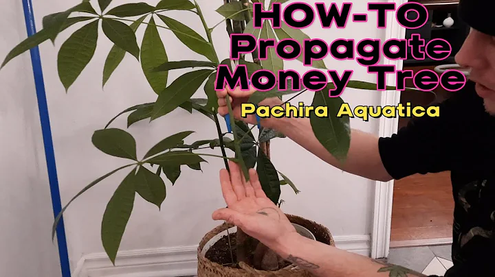 How-To Propagate Money Tree