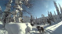 Путешествие на собачьих упряжках ACE KARJALA 2012